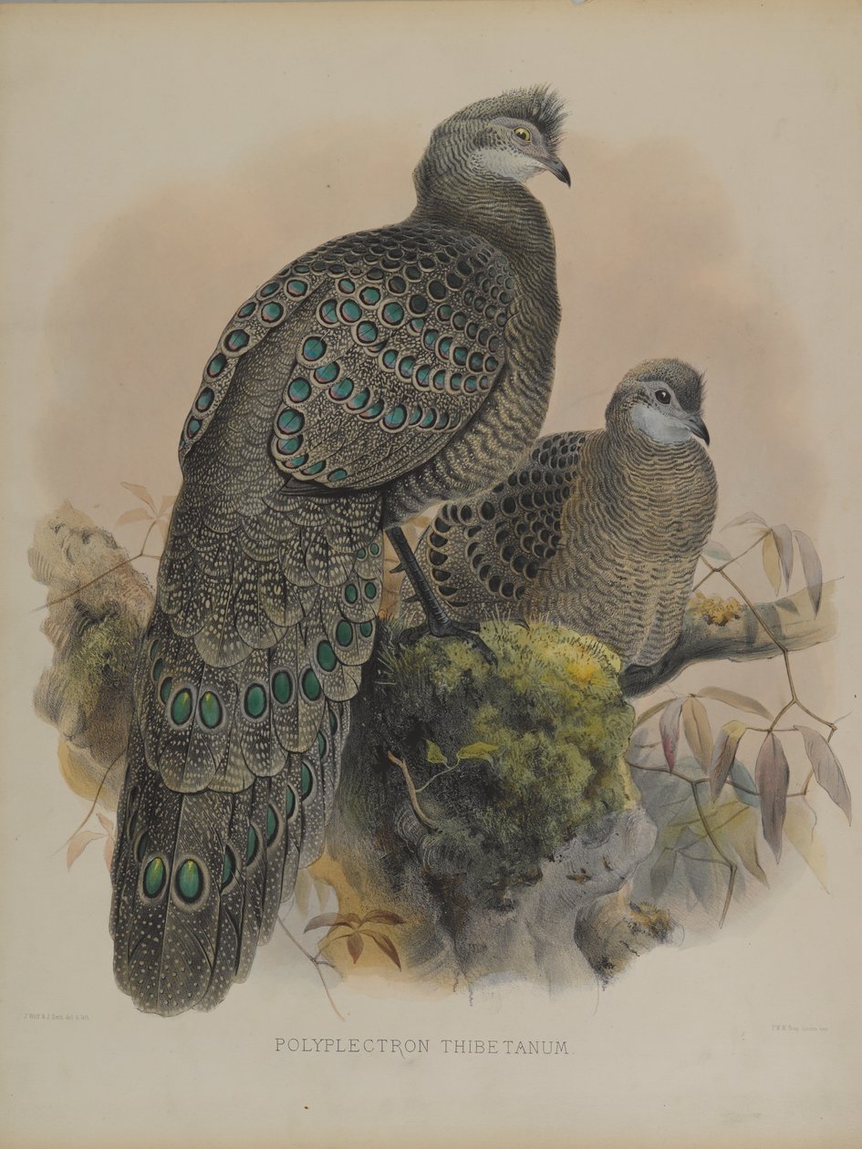 Polyplectron Tibetanum de Daniel Giraud and Gould John Elliott