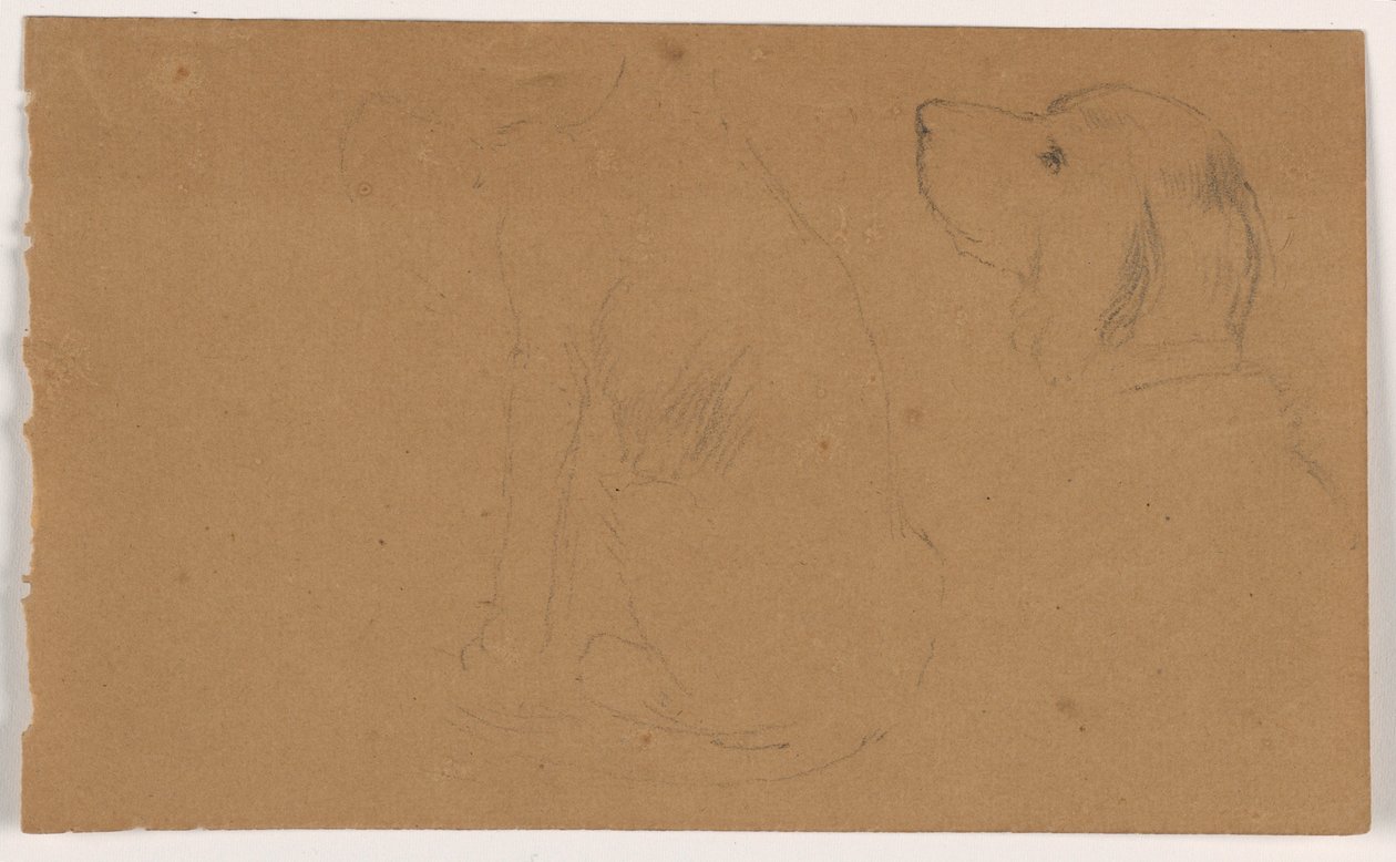 Dibujo, Dash (un Setter), Cabeza y cuerpo, ca. 1862 de Daniel Huntington