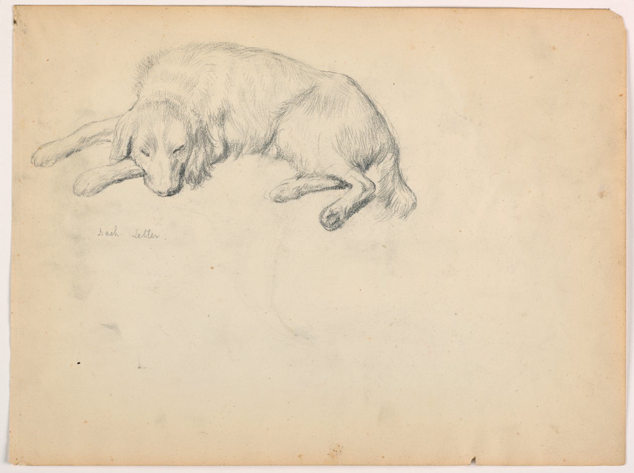Dibujo, Dash (un Setter), ca. 1862 de Daniel Huntington