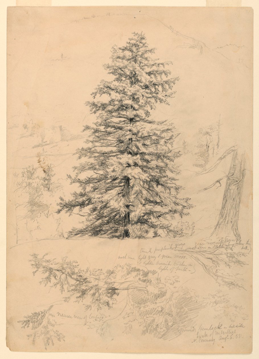 Dibujo, Estudio de una cicuta, North Conway, New Hampshire, 6 de agosto de 1855 de Daniel Huntington