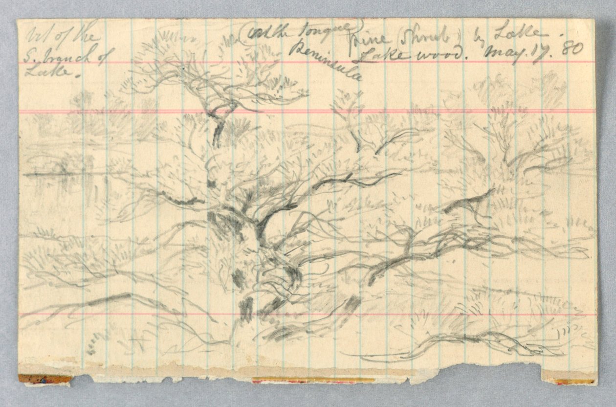 Arbusto de pino junto al lago, Lakewood de Daniel Huntington