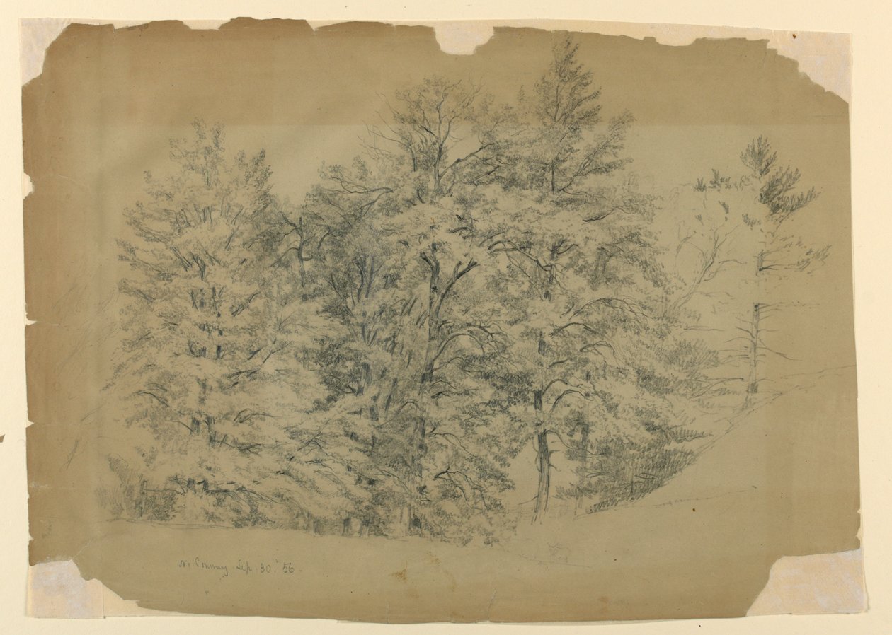 Estudio de árboles, North Conway, New Hampshire de Daniel Huntington