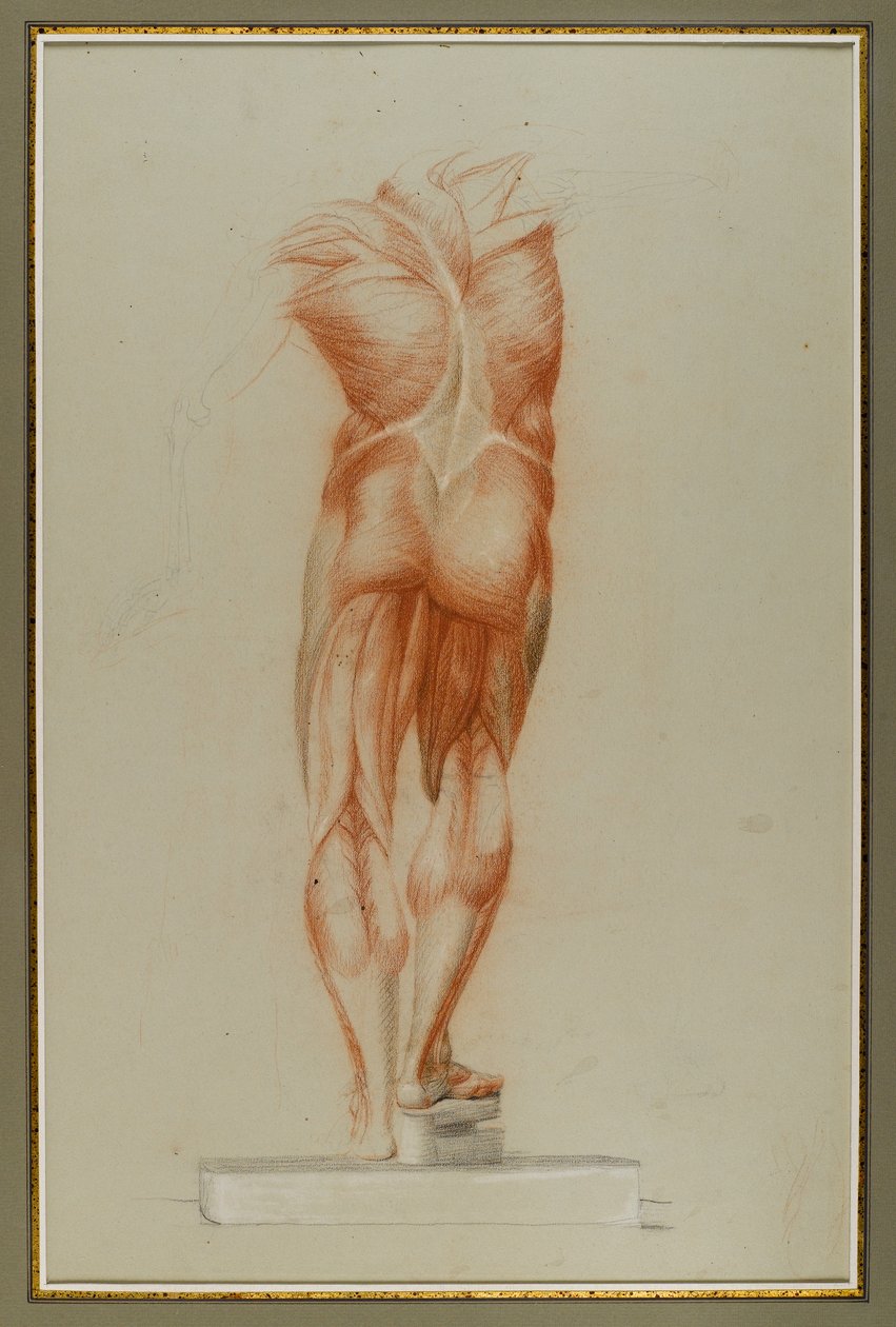 Écorché (Estudio de Figura de Musculatura), c.1848 de Daniel Huntington
