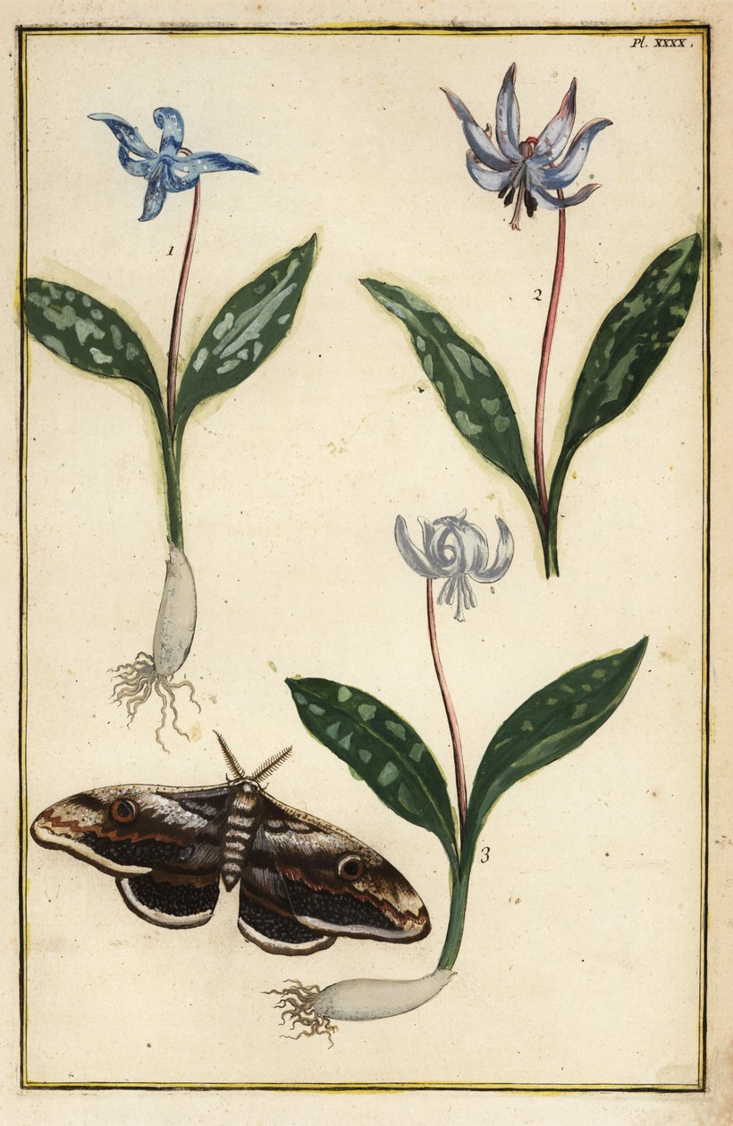 Violeta de diente de perro, Erythronium dens-canis, y polilla de Daniel Rabel