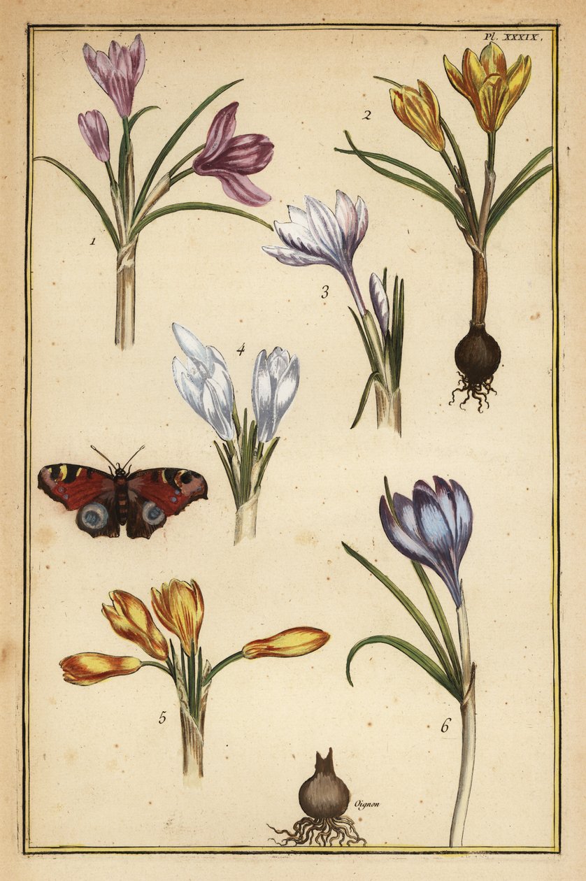 Azafrán de primavera, Crocus vernus, y mariposa pavo real europea, Aglais io de Daniel Rabel