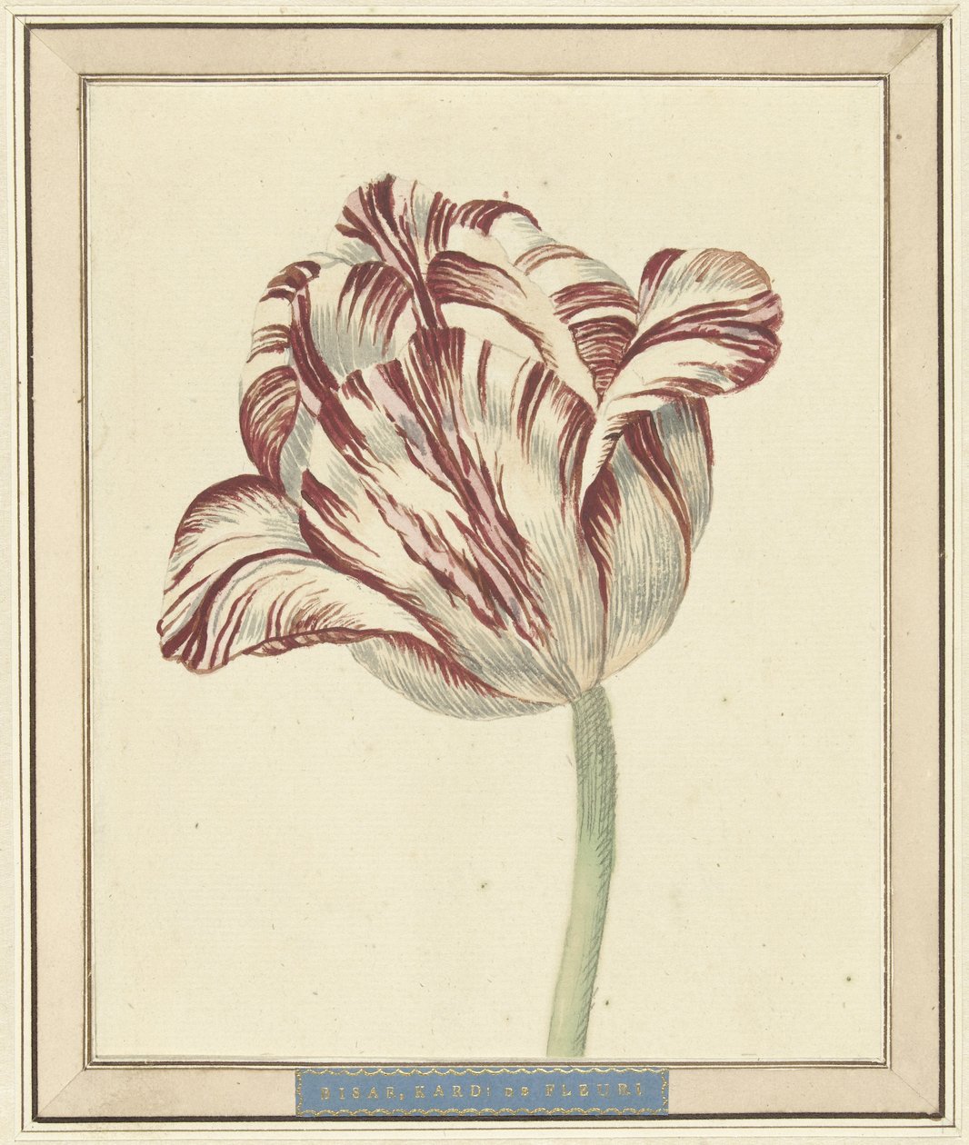 Tulipán, llamado Bisar, Cardenal de Fleuri de Daniël Marot (II)