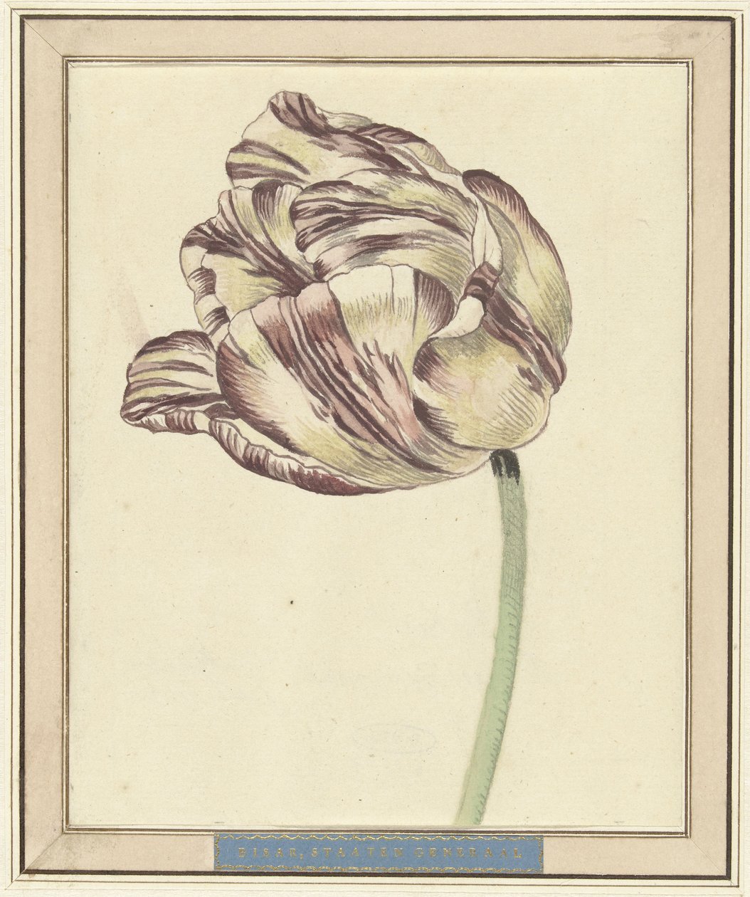Tulipán, llamado Bisar, Estados Generales de Daniël Marot (II)