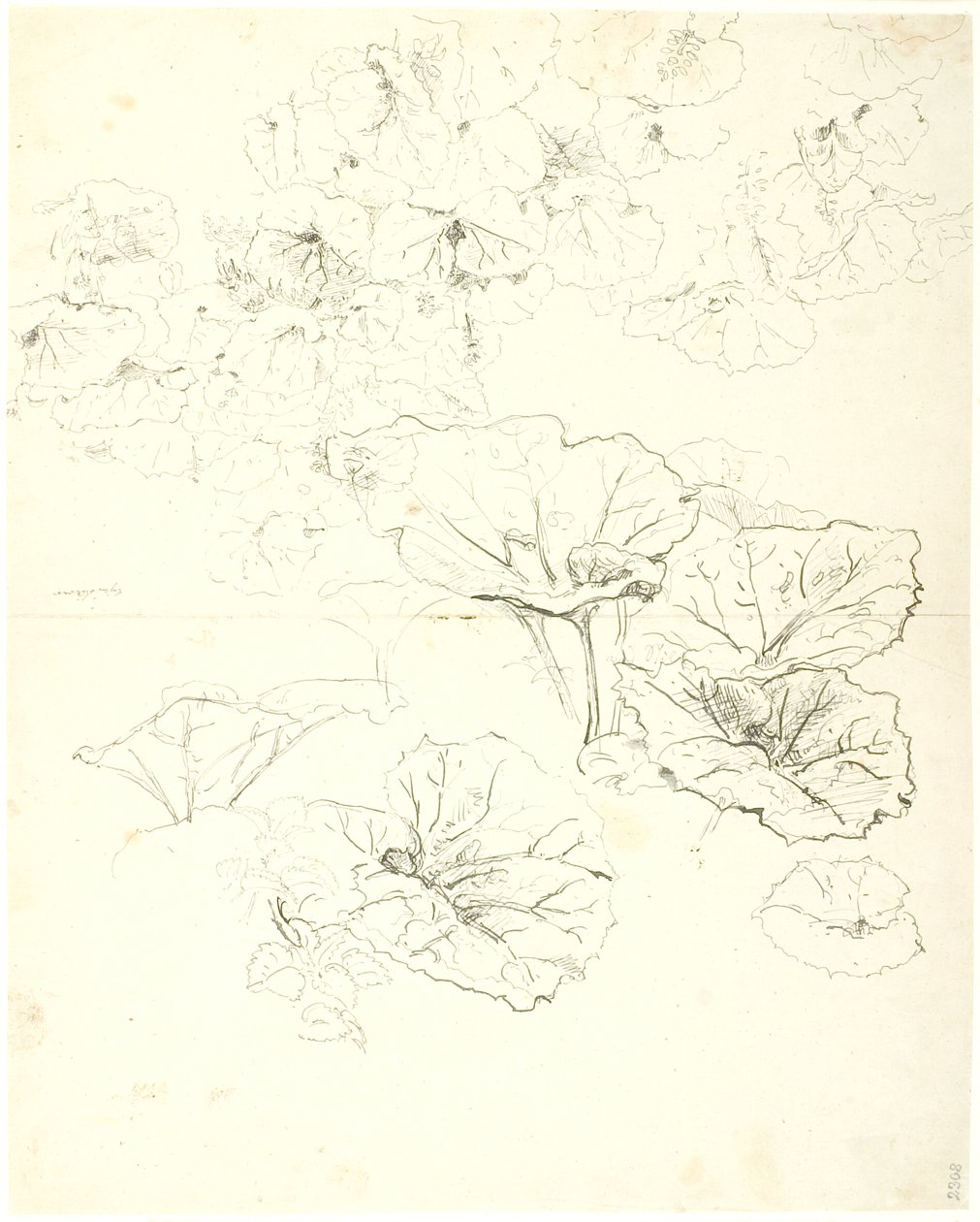 Estudios de hojas de Dankvart Dreyer