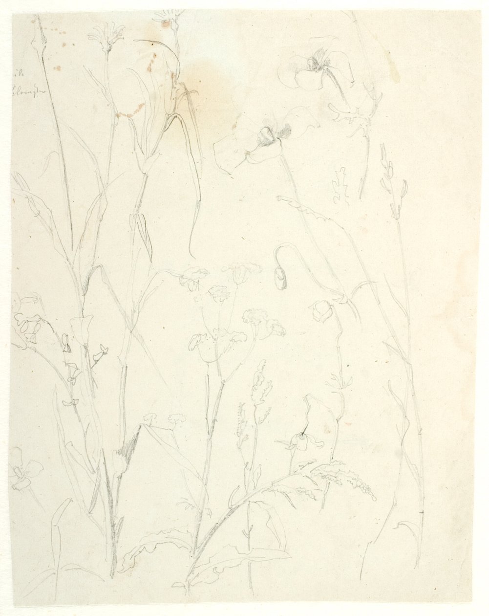 Estudios de plantas de Dankvart Dreyer