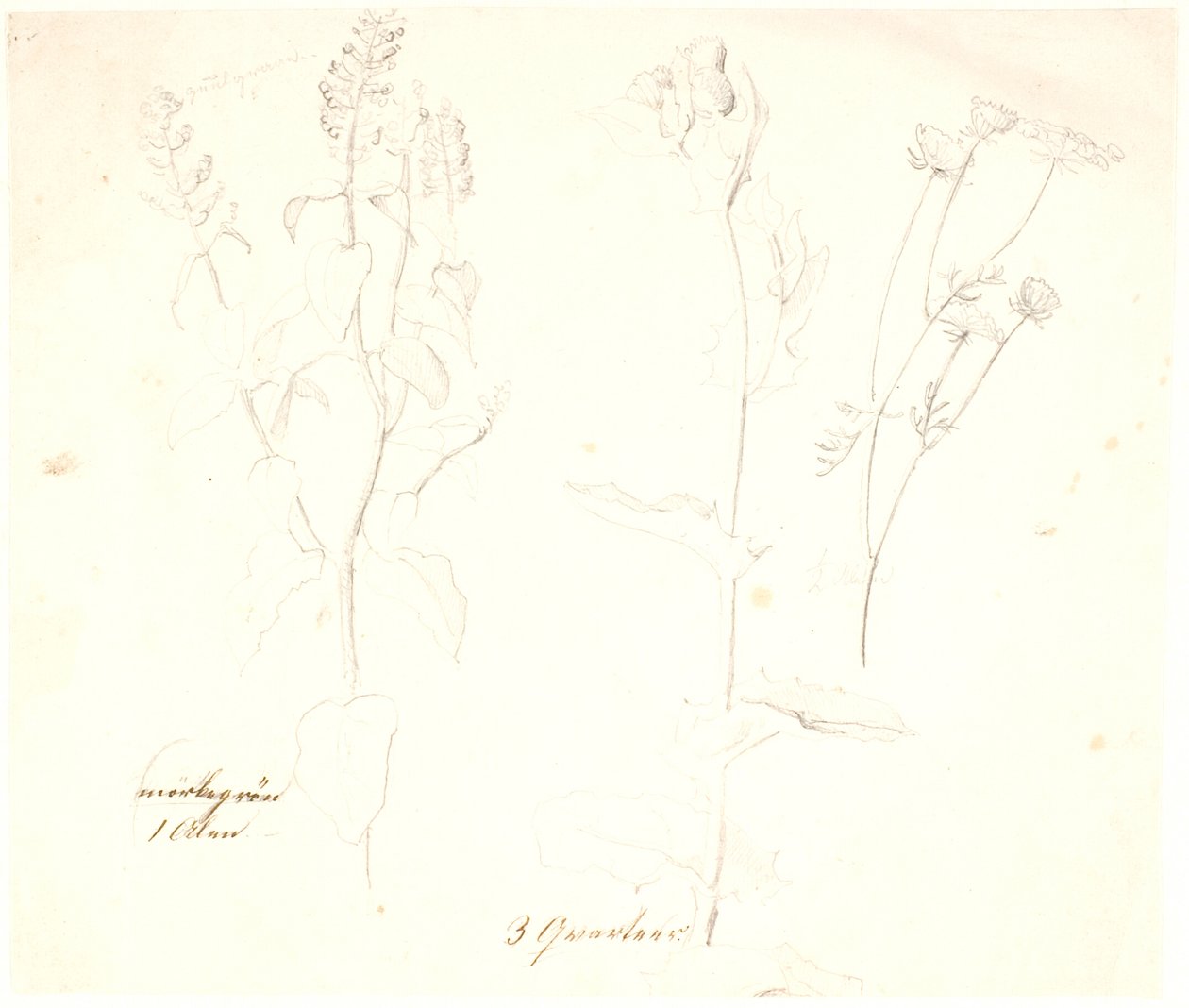 Estudios de plantas de Dankvart Dreyer