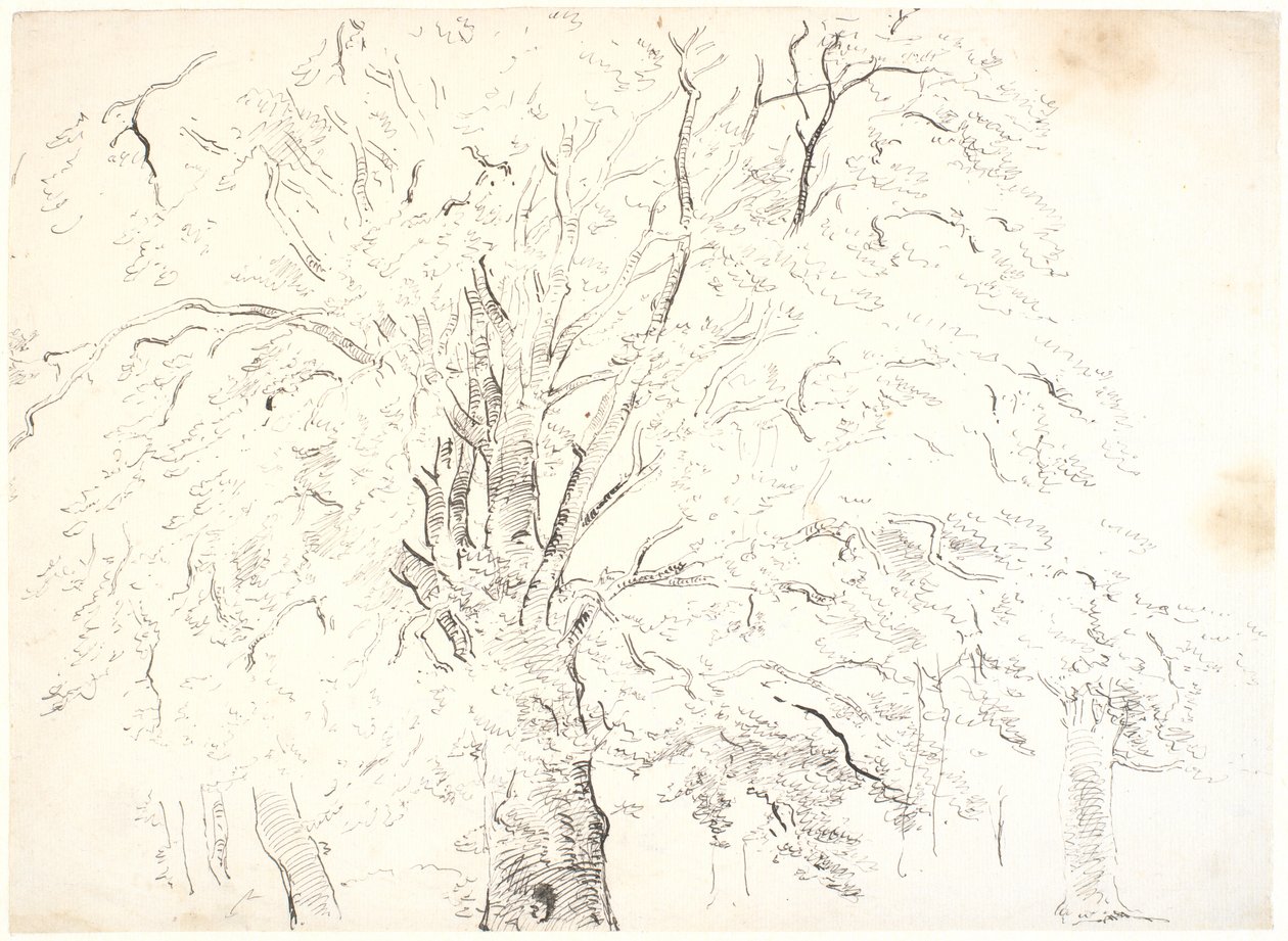Estudio de una gran copa de árbol de Dankvart Dreyer