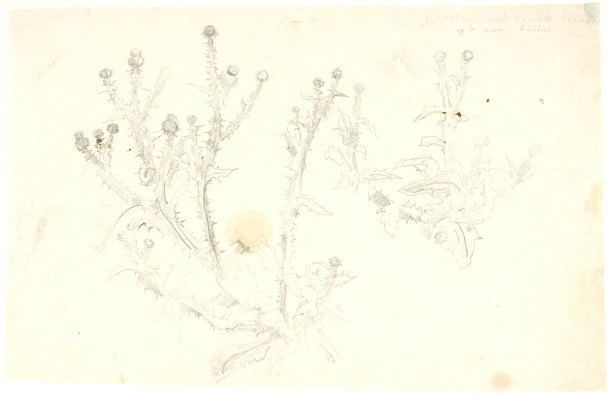 Estudios de cardos de Dankvart Dreyer