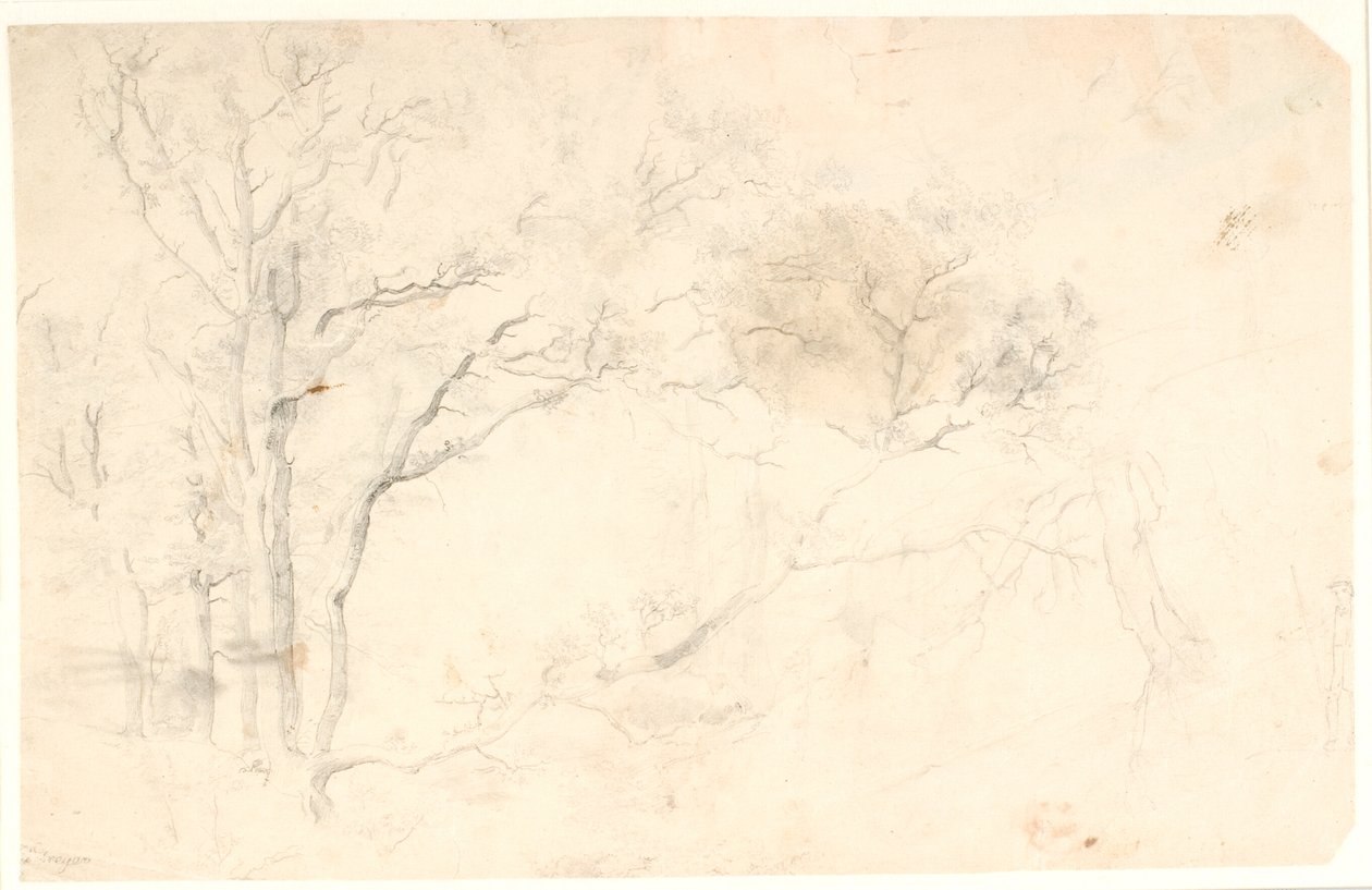 Estudios de Árboles de Dankvart Dreyer