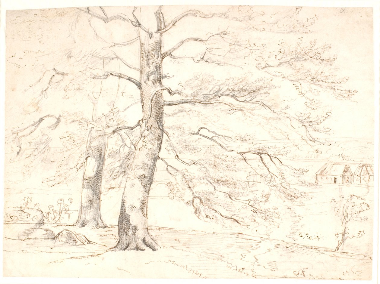 Vista de un Paisaje, en Primer Plano Grandes Hayas de Dankvart Dreyer
