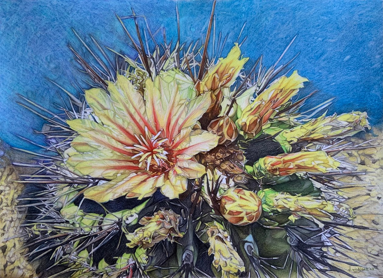 Belleza vigilada, 2023 (lápiz sobre papel) de Darrell Windjack