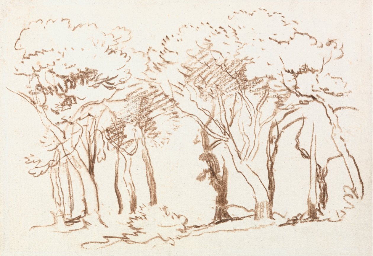 Estudio de árboles de David Cox