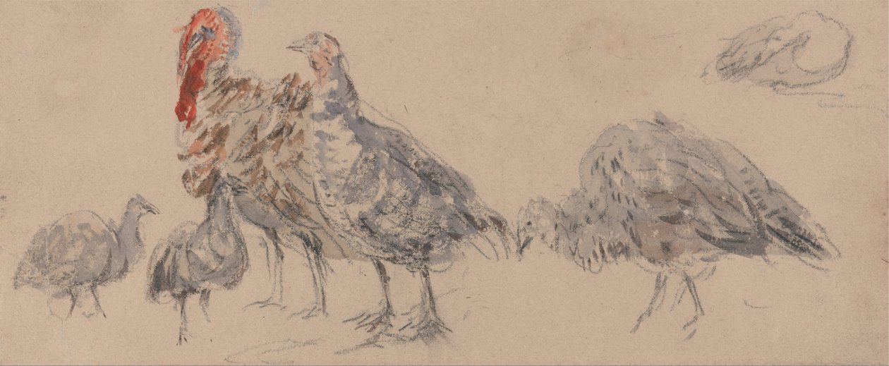 Estudio de pavos de David Cox