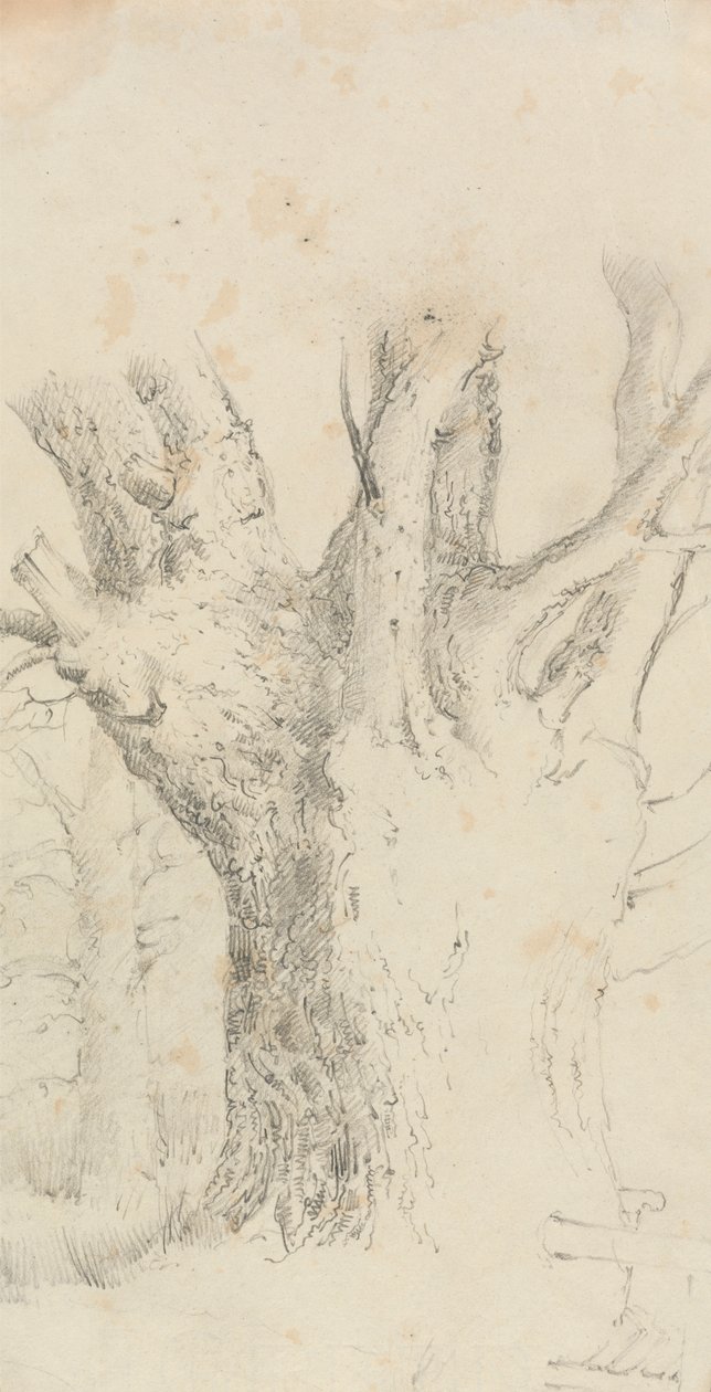 Árbol de David Charles Read