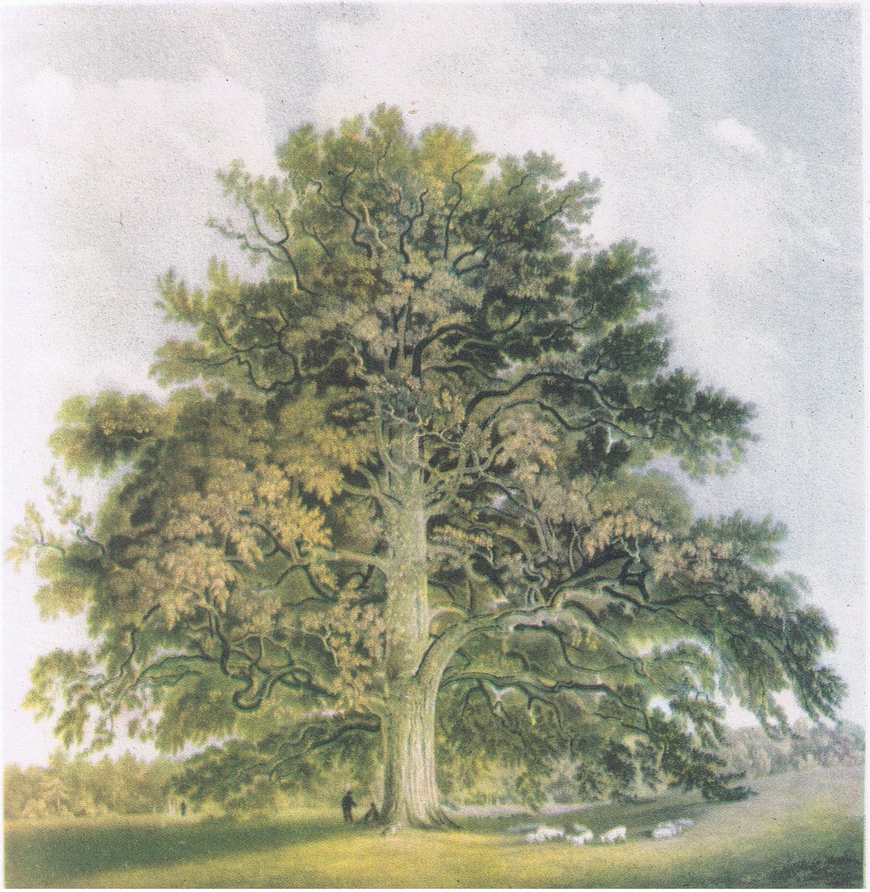 Sauces Pollard, Naturaleza en Gran Bretaña publicada por Collins, 1946 de David Cox