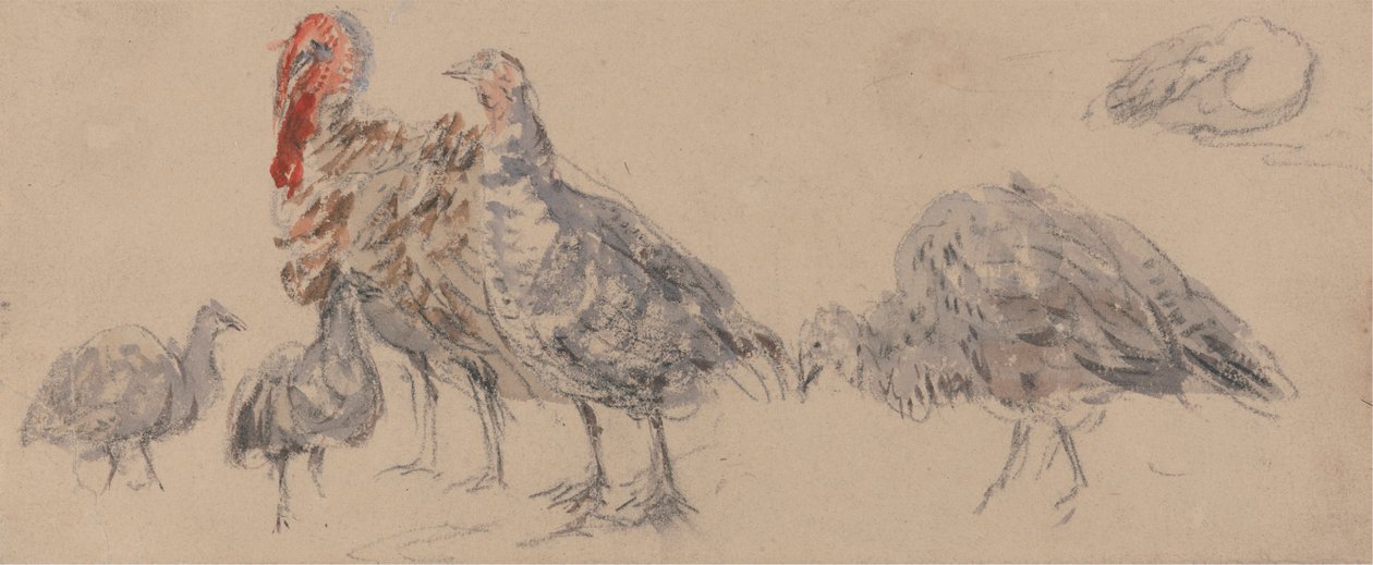 Estudio de los pavos de David Cox