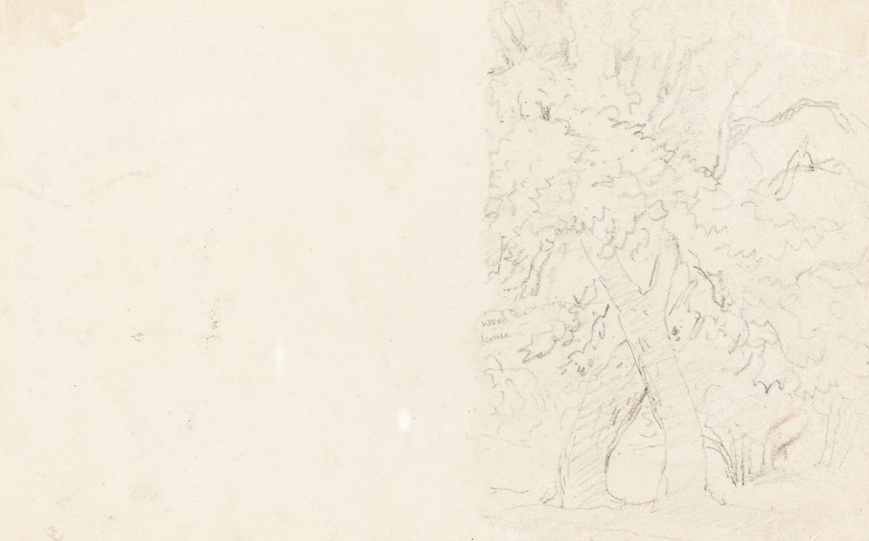 Árboles (verso) de David Cox