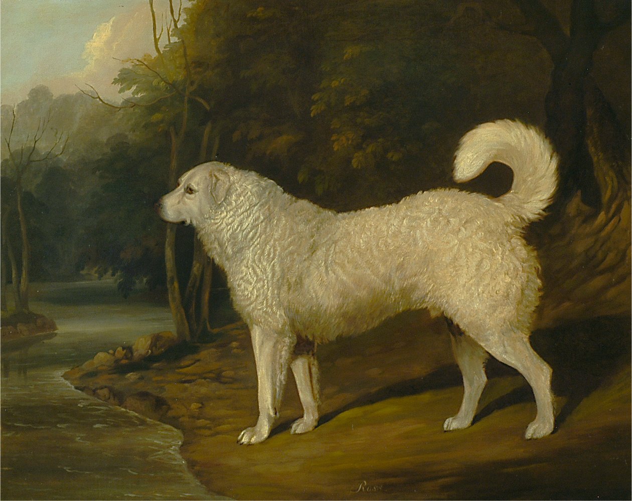 Retrato de un perro, Ross de David Dalby of York