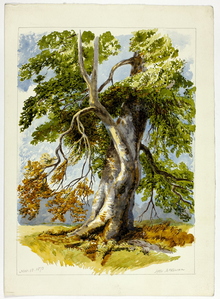 Árbol nudoso de David Hall McKewan