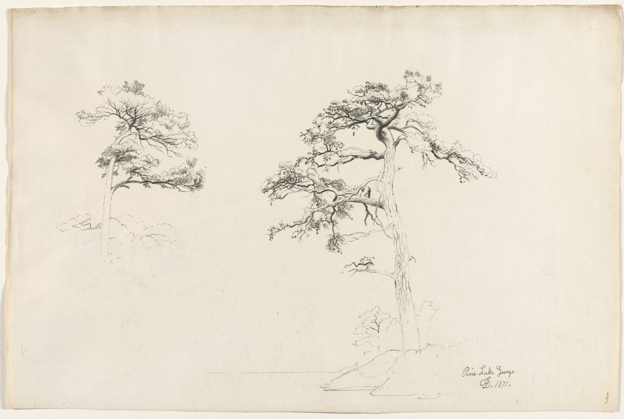 Pino, Lago George, 1871 de David Johnson