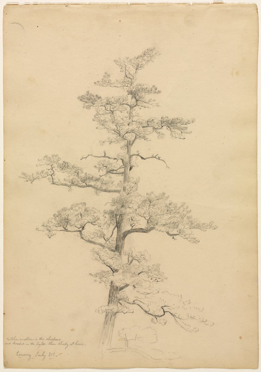Pino, Conway, New Hampshire (recto), c. 1851 de David Johnson