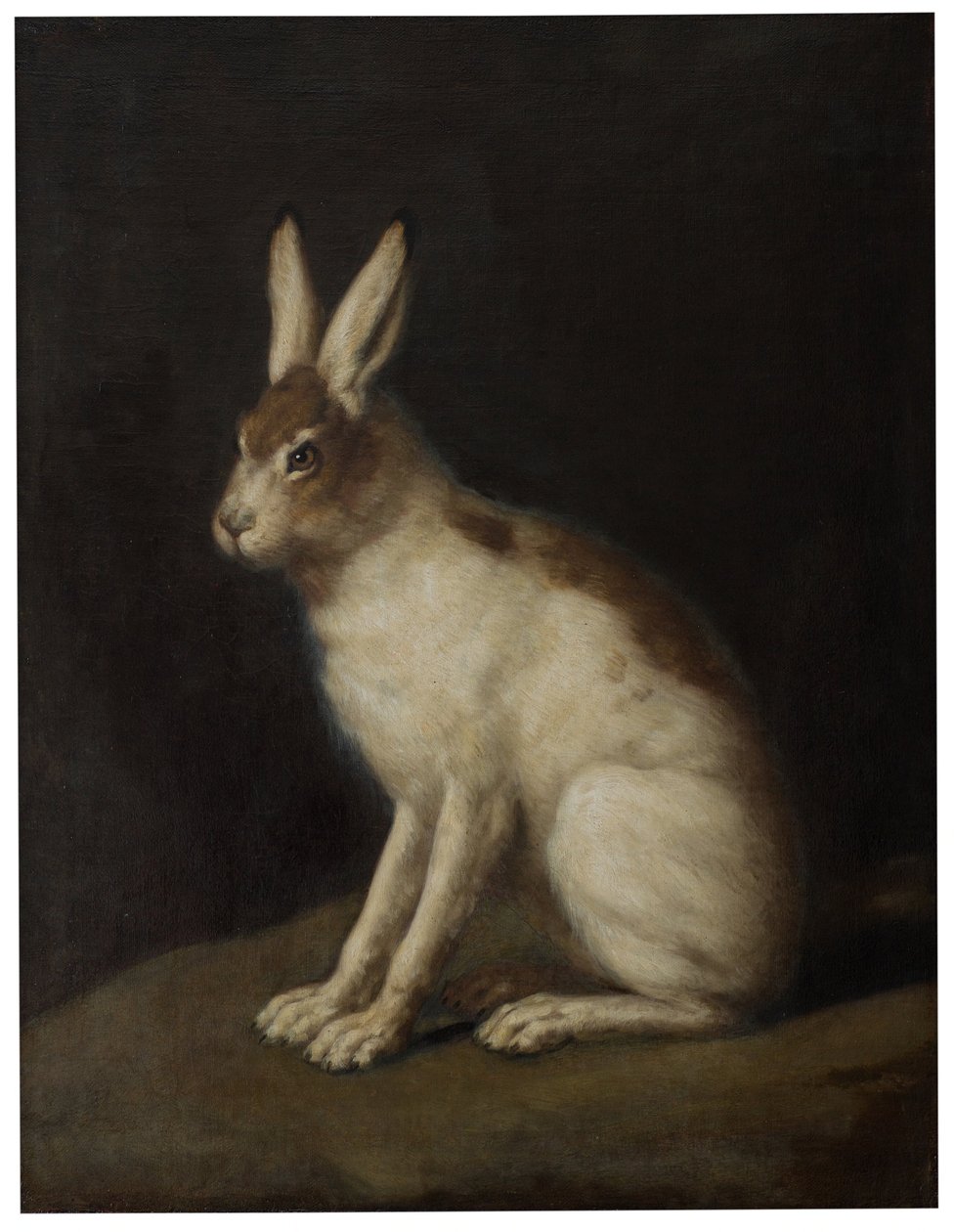 Liebre de David Klöcker Ehrenstrahl