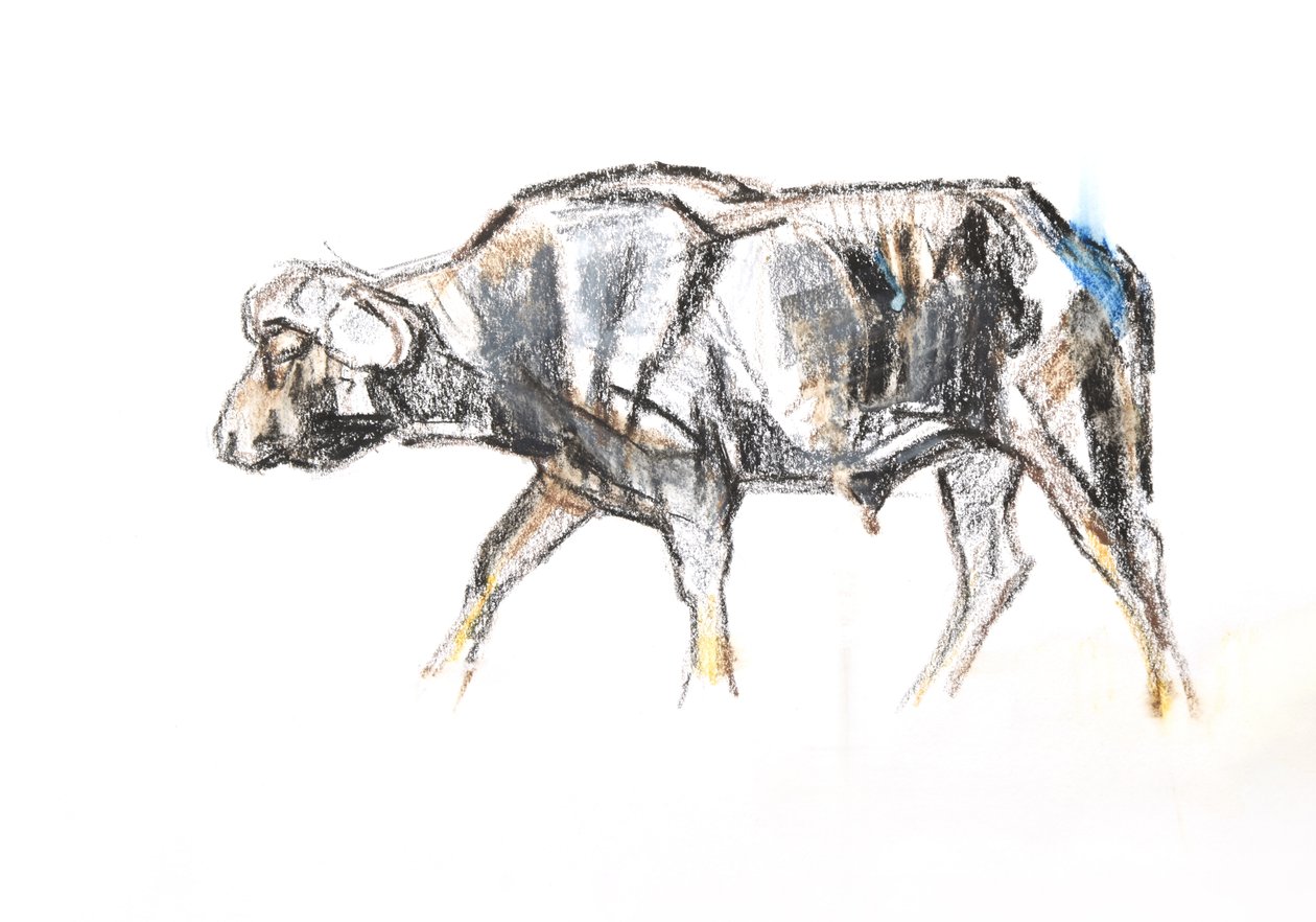 Búfalo africano, 2020 (crayón y acuarela sobre papel) de David Mayer