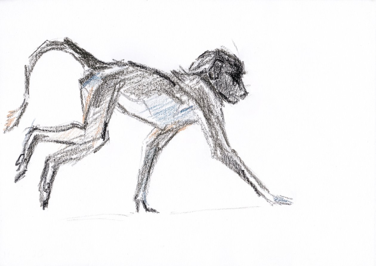 Babuino, 2020 (lápiz sobre papel) de David Mayer