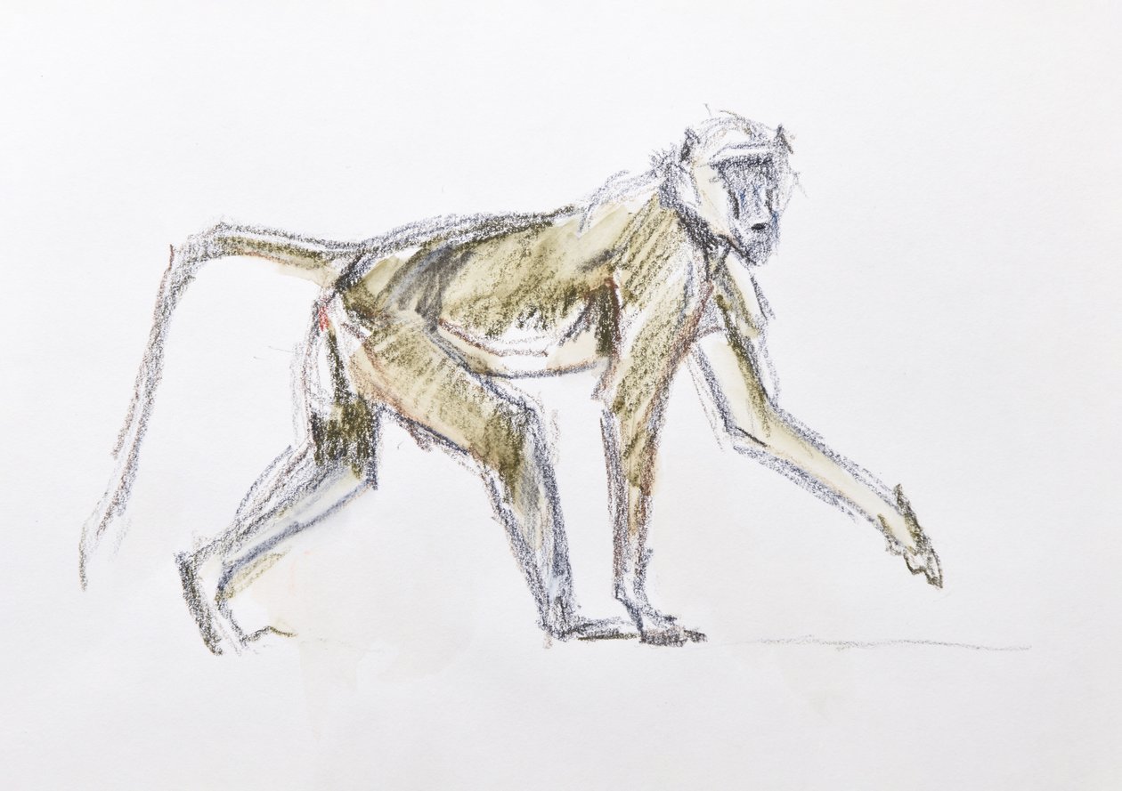 Babuino, 2020 (acuarela y crayón sobre papel) de David Mayer