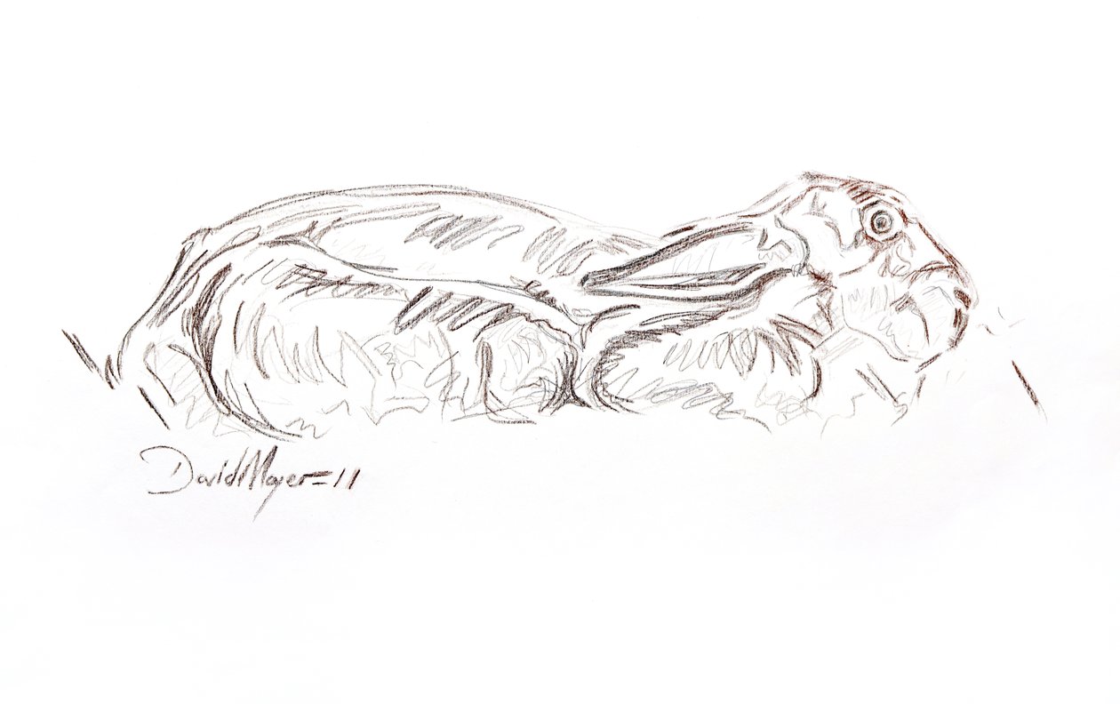 Liebre marrón reclinada, 2012 (contepastel sobre papel) de David Mayer