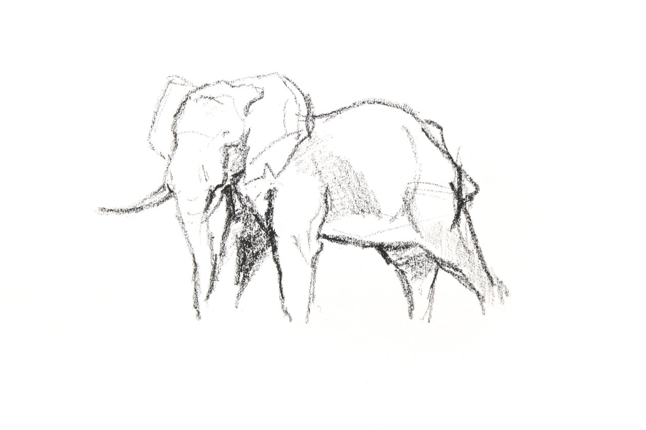 Bull Elephant, 2021 (lápiz sobre papel) de David Mayer