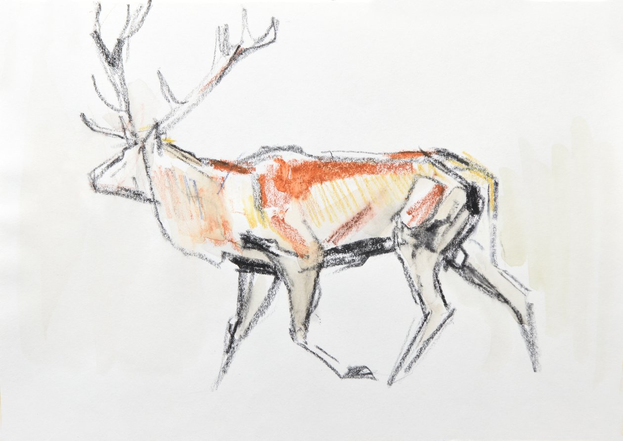 Red Deer Stag, 2020 (acuarela sobre papel) de David Mayer