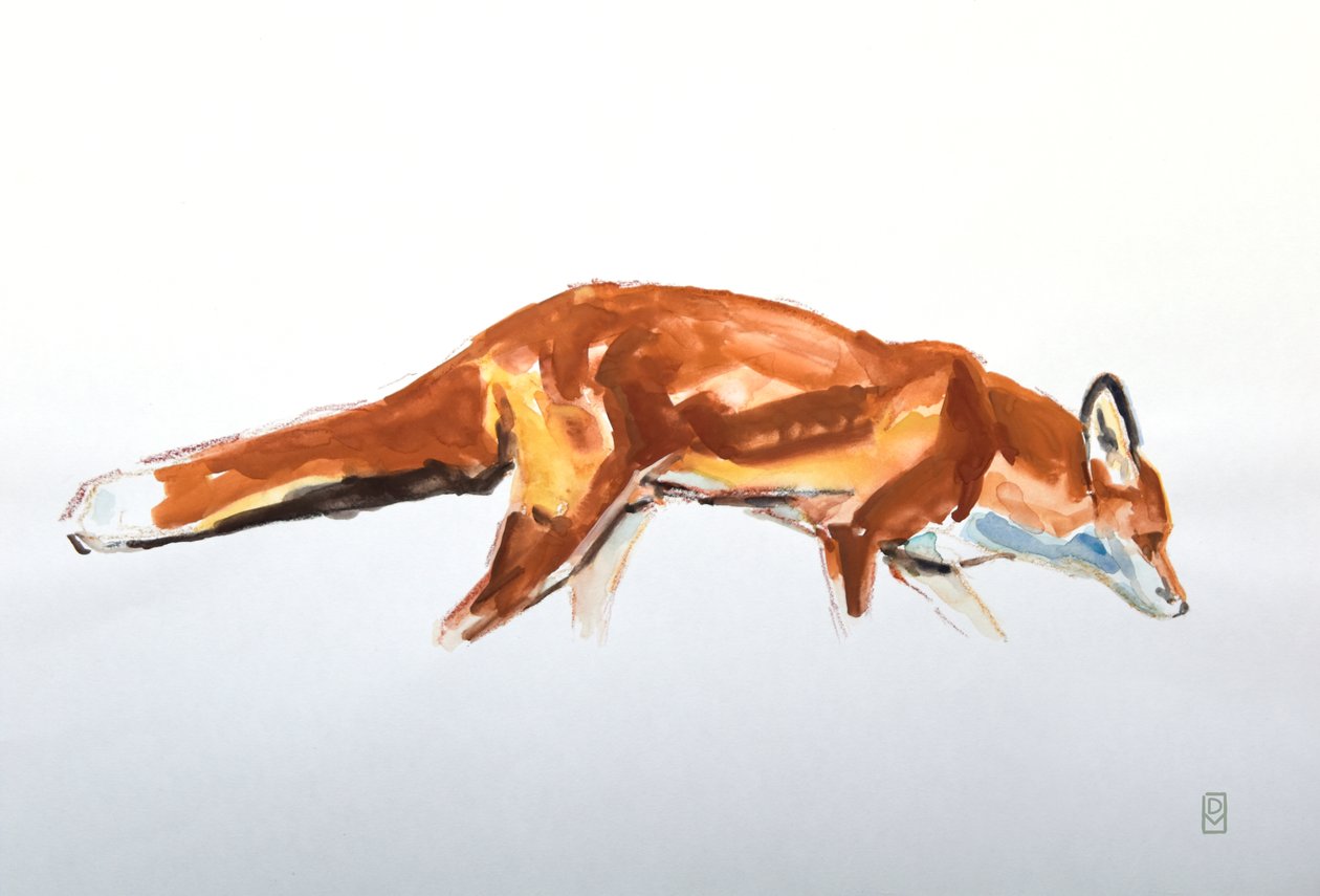 Red Fox, 2020 (acuarela y crayón) de David Mayer