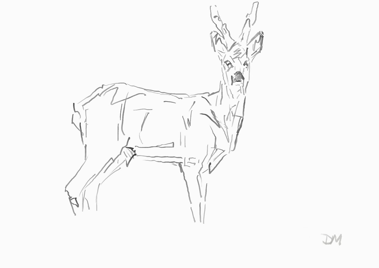 Roe Buck, 2024 (tinta con pluma de caña de bambú sobre papel) de David Mayer