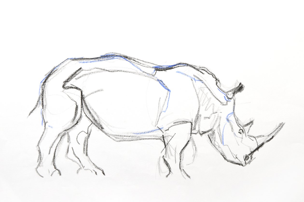 White Rhino, 2021 (crayón y acuarela sobre papel) de David Mayer