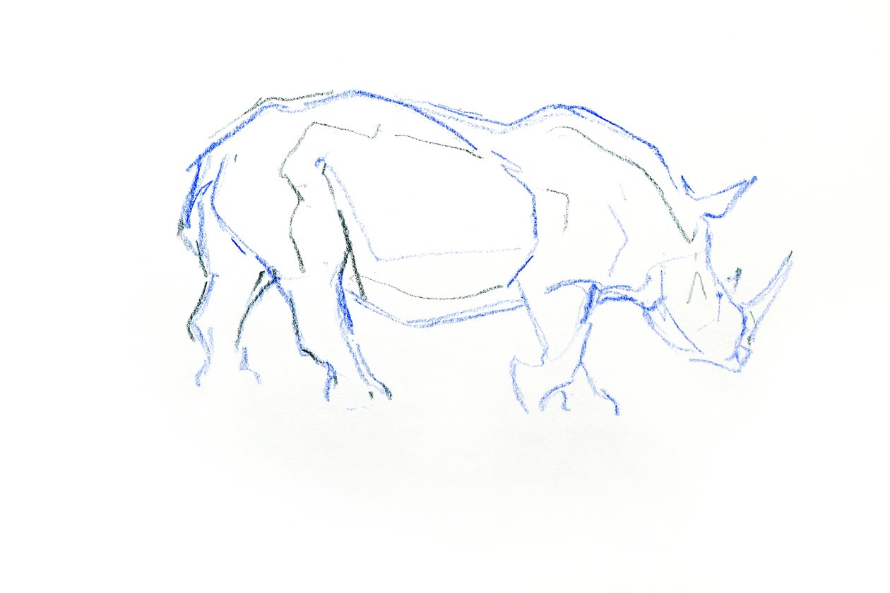 Rinoceronte blanco, 2020 (lápiz sobre papel) de David Mayer