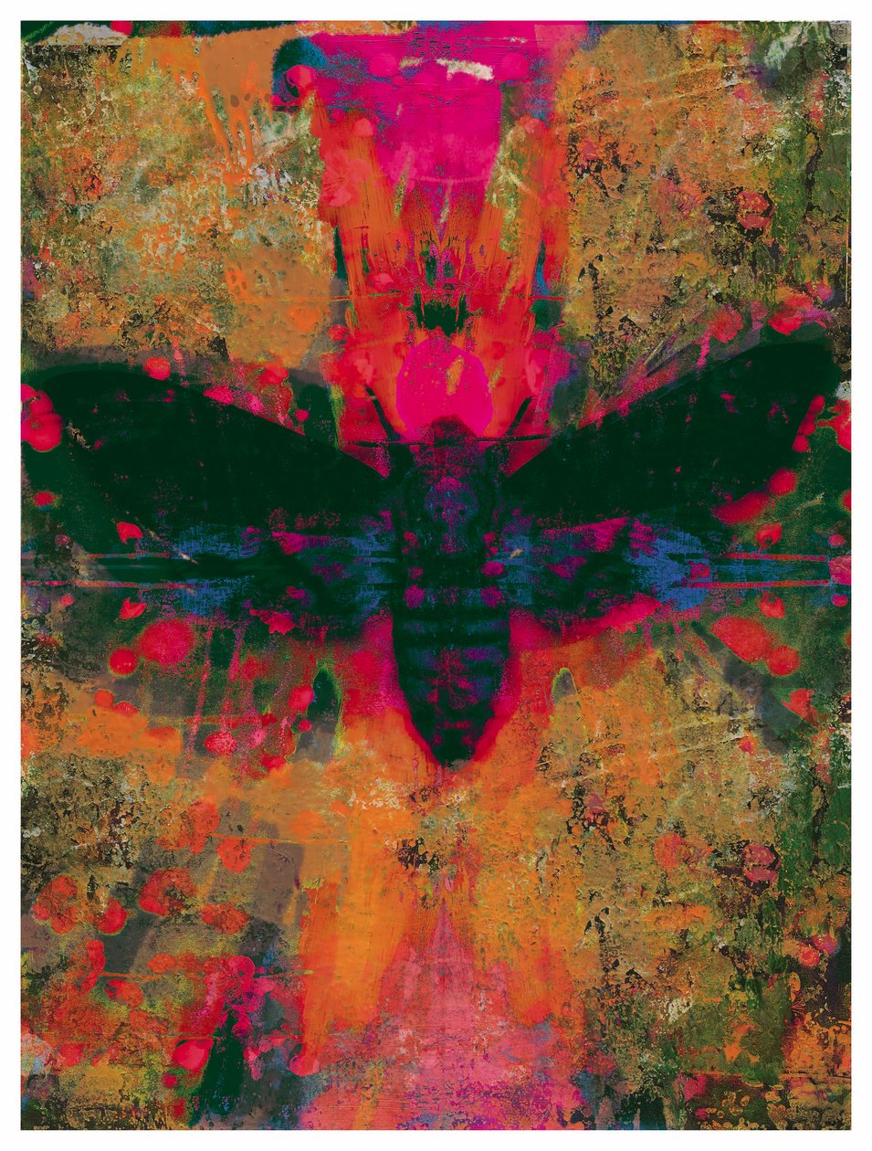 Collage de polilla de la muerte de David McConochie