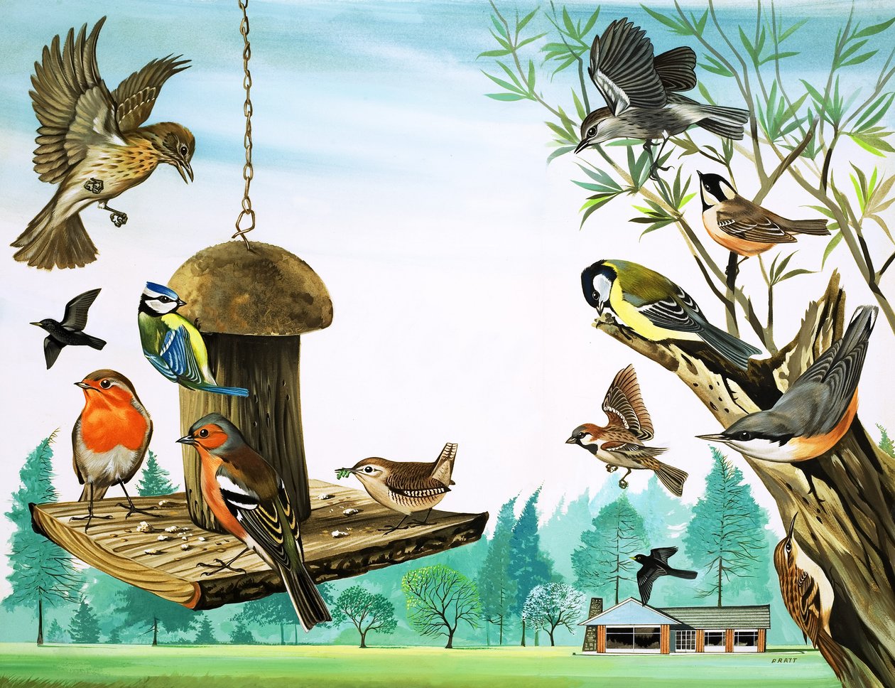Todo tipo de pájaros alrededor de la mesa del jardín, ilustración de 