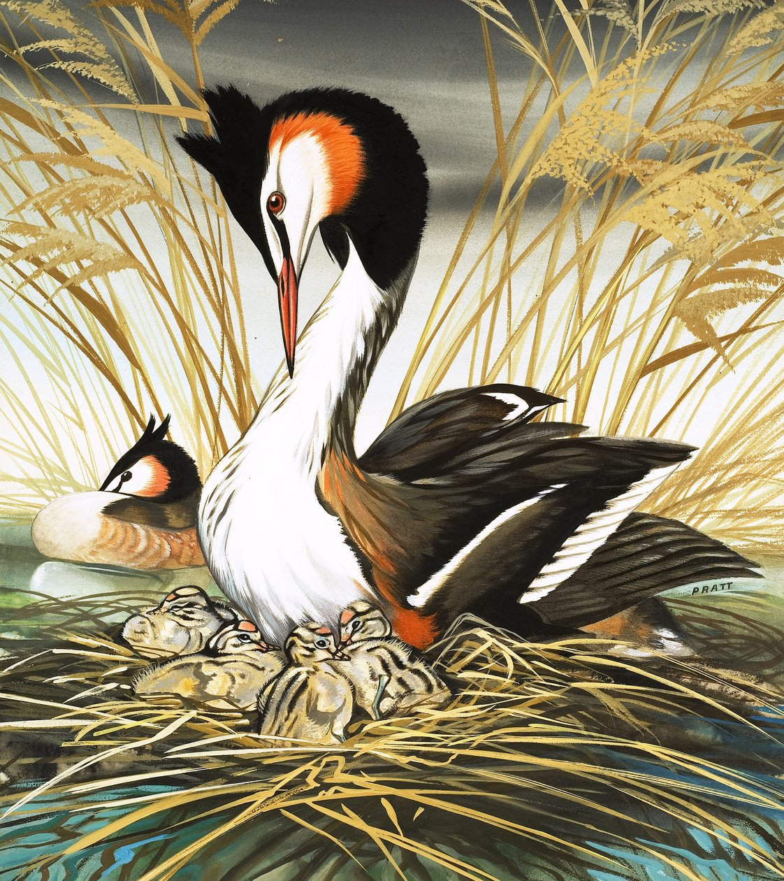 Somormujo lavanco, ilustración de "Érase una vez" (gouache sobre papel) de David Pratt