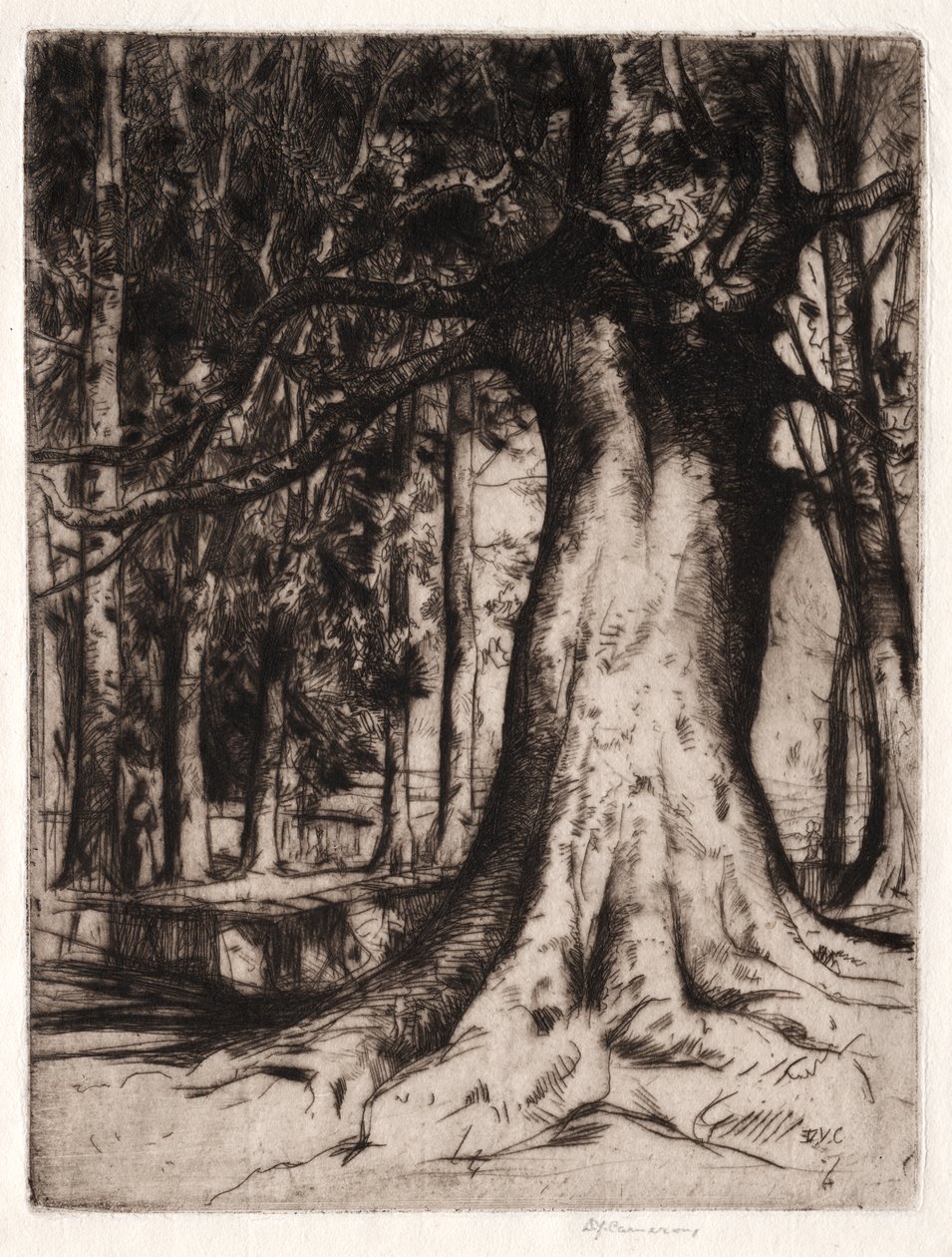 The Sycamore de David Young Cameron