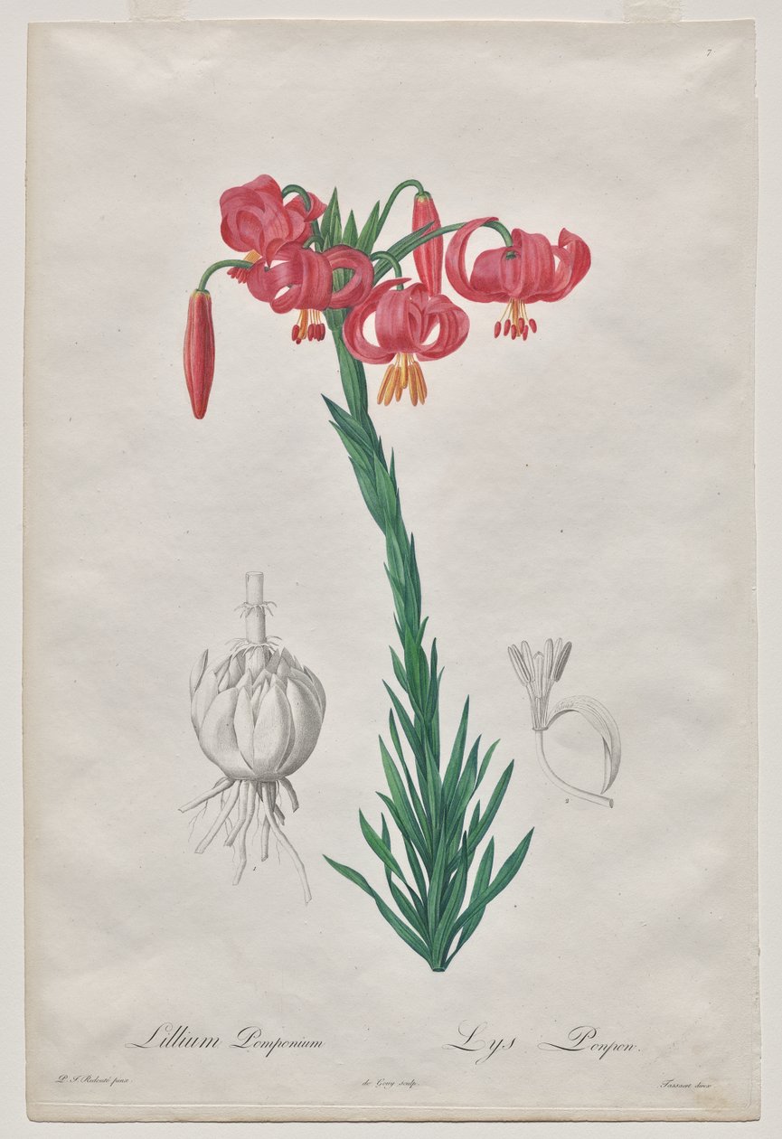 Lillium Pomponius (Turban Lily), placa 7 de Les Liliacées de De Gouy