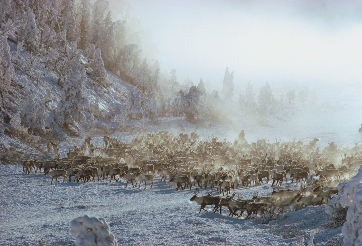 Reno, alce, caribú o manada similar de animales en un paisaje invernal cubierto de nieve, N... de Dean Conger
