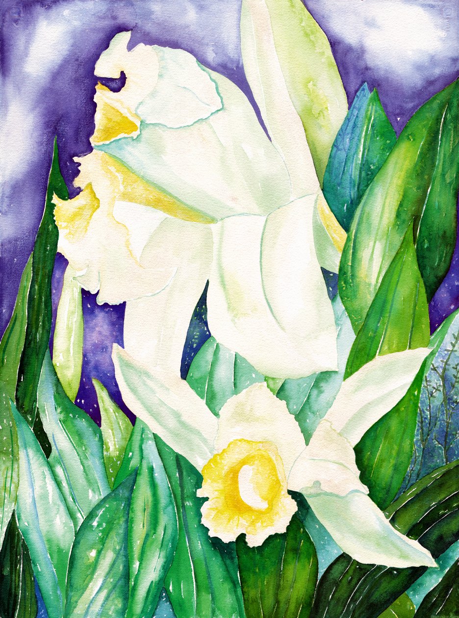 Orquídeas nocturnas, 2007 (acuarela) de Deborah Eve Alastra