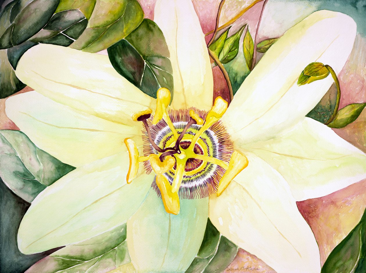 Pasiflora, 2007 (acuarela) de Deborah Eve Alastra
