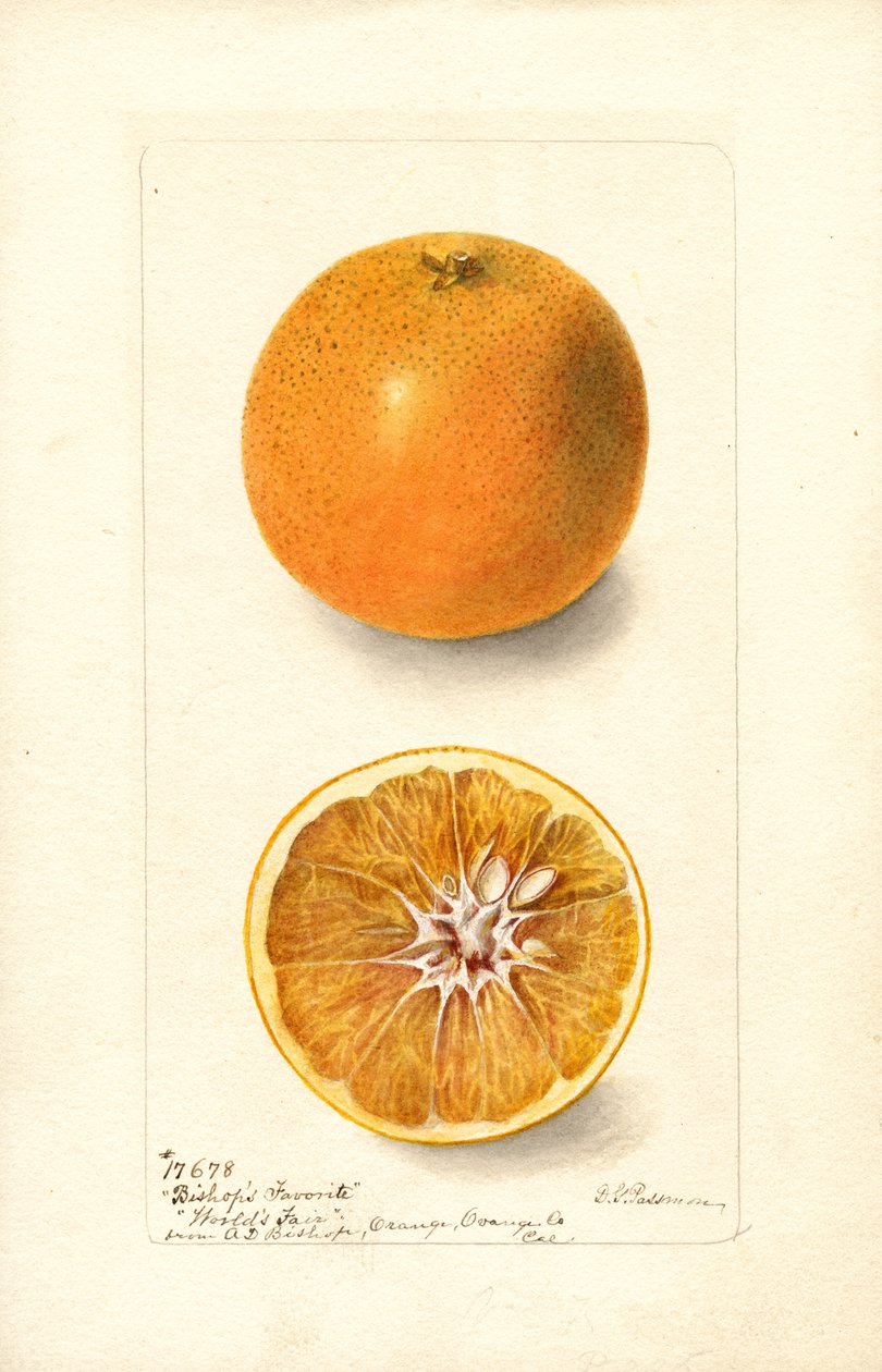 Naranjas (Citrus sinensis: Bishops Favorite) (acuarela) de Deborah Griscom Passmore