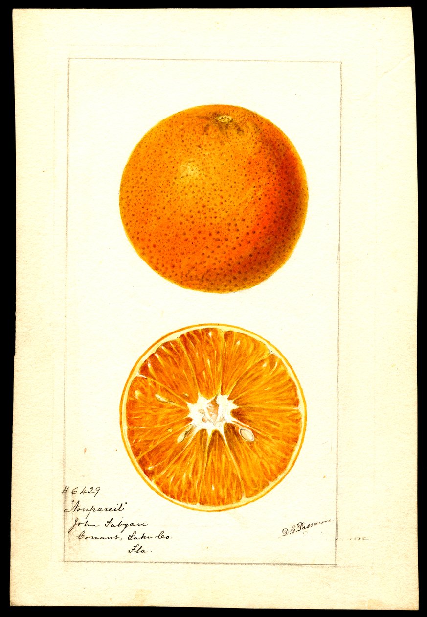 Naranjas. Citrus sinensis: Nonpareil (acuarela sobre papel) de Deborah Griscom Passmore